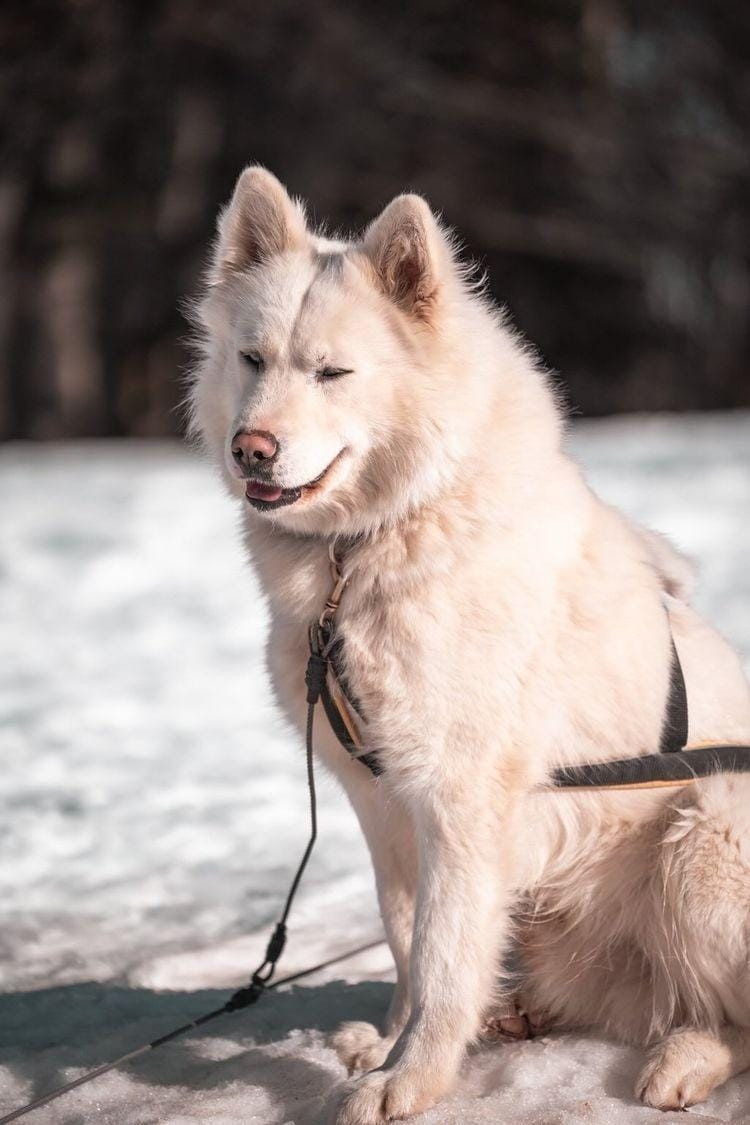 polar laika One Moonlight Melody of Volk