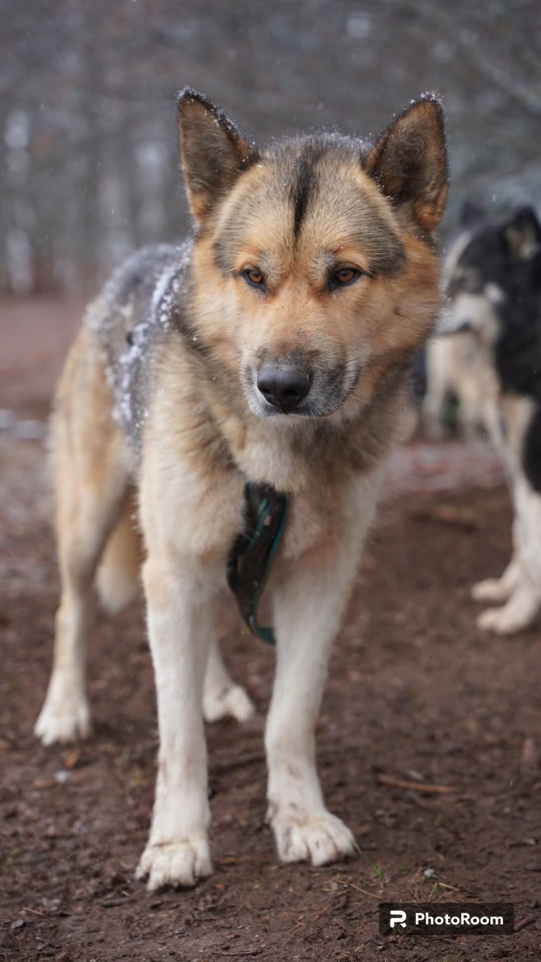 Dena Of Nordic Dreams Suluk