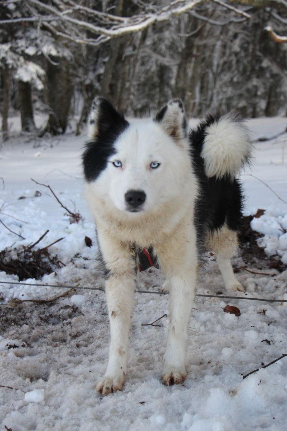 Polar Souls Vishnou Incarnation Kurma