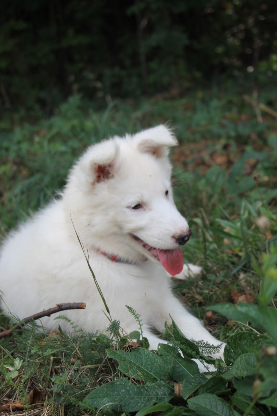 Qanik 