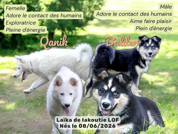 PORTEE 2026 : Balder et Qanik, adorables LAÏKA DE IAKOUTIE LOF à la recherche de leur famille