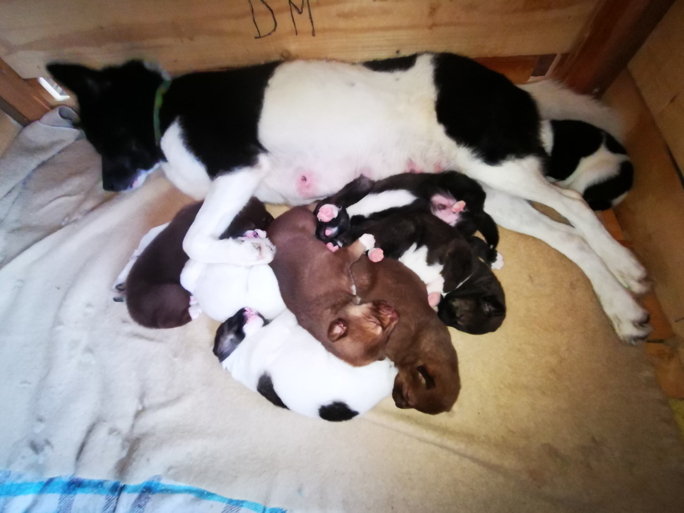 De Terre Sauvage Ariege - Chien du Groenland - Portée née le 06/11/2025