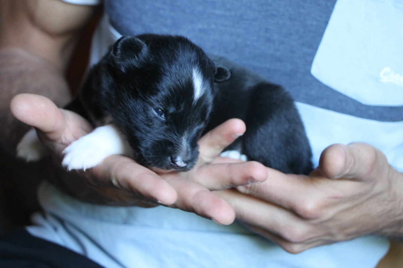 De Terre Sauvage Ariege - Chiots disponibles - Laika de iakoutie