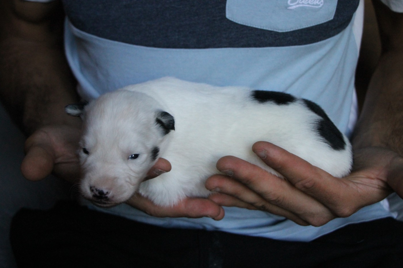 De Terre Sauvage Ariege - Chiots disponibles - Laika de iakoutie