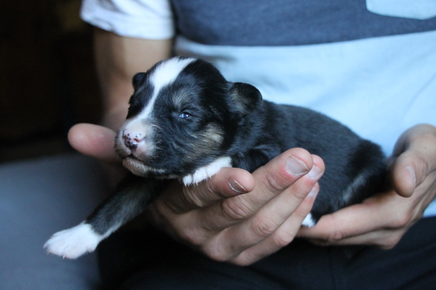 De Terre Sauvage Ariege - Chiots disponibles - Laika de iakoutie
