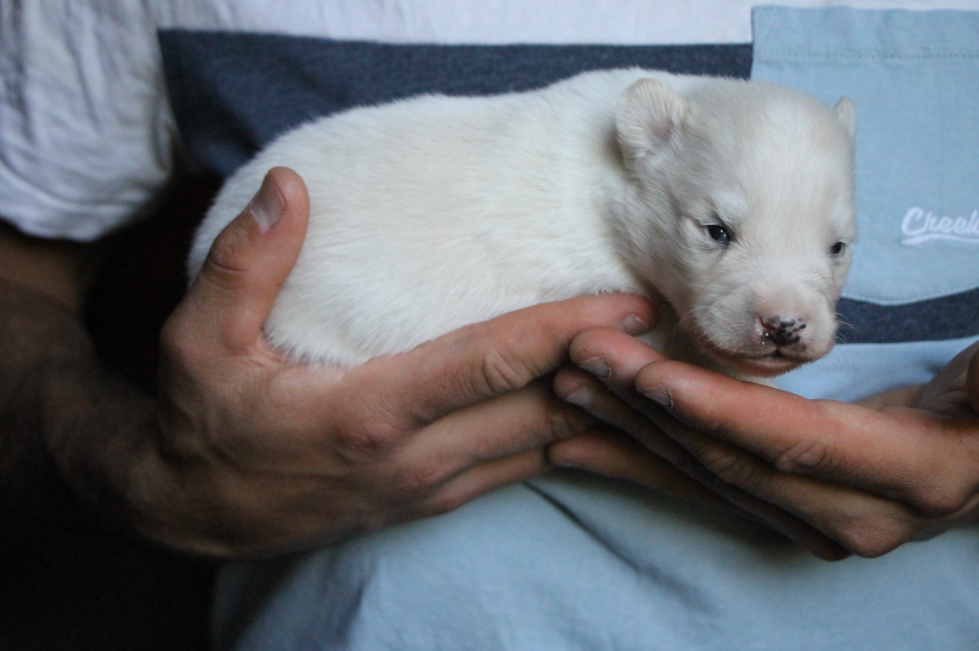 De Terre Sauvage Ariege - Chiots disponibles - Laika de iakoutie