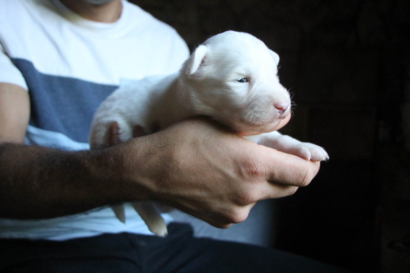 De Terre Sauvage Ariege - Chiots disponibles - Laika de iakoutie
