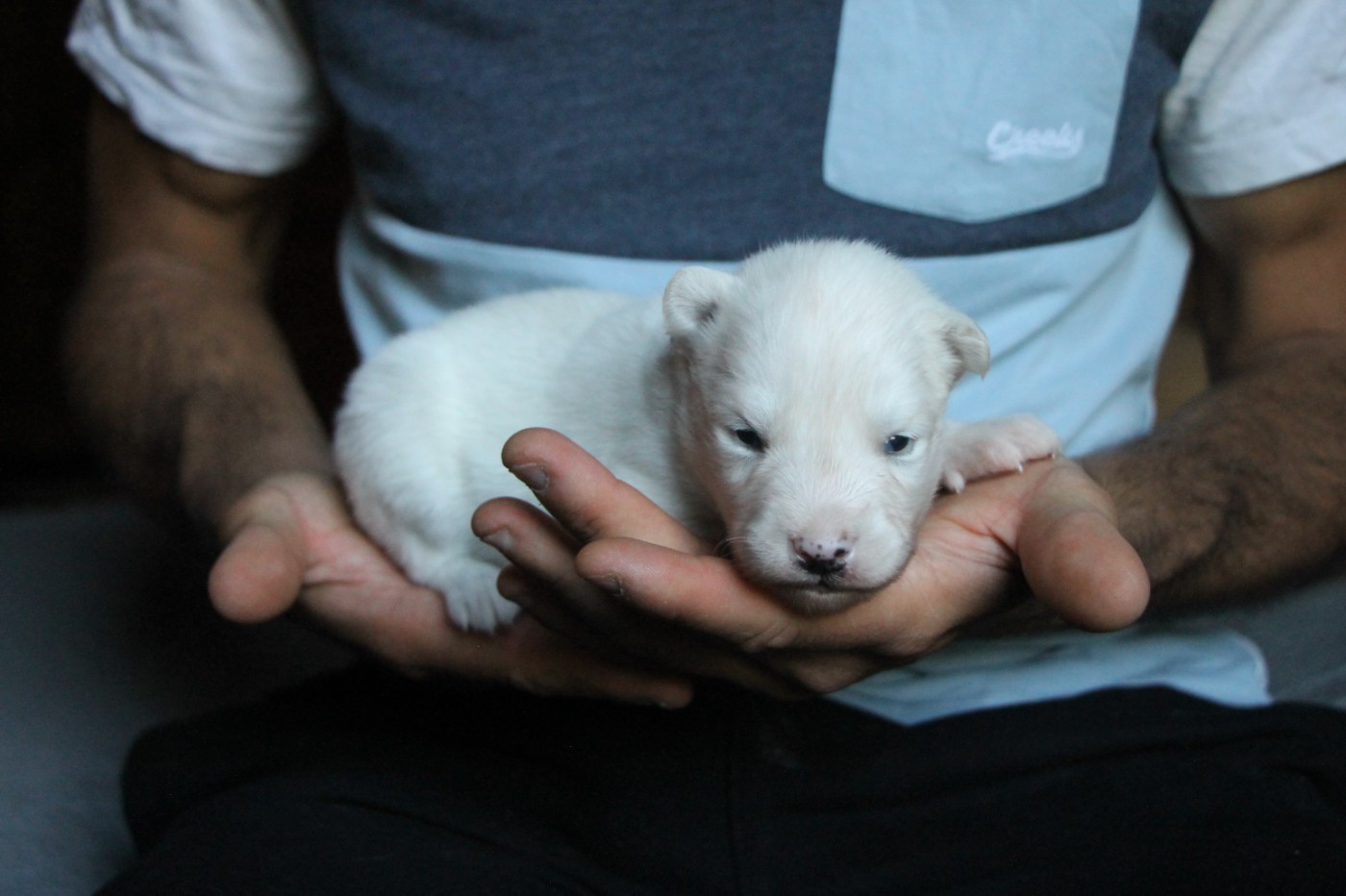 De Terre Sauvage Ariege - Chiots disponibles - Laika de iakoutie