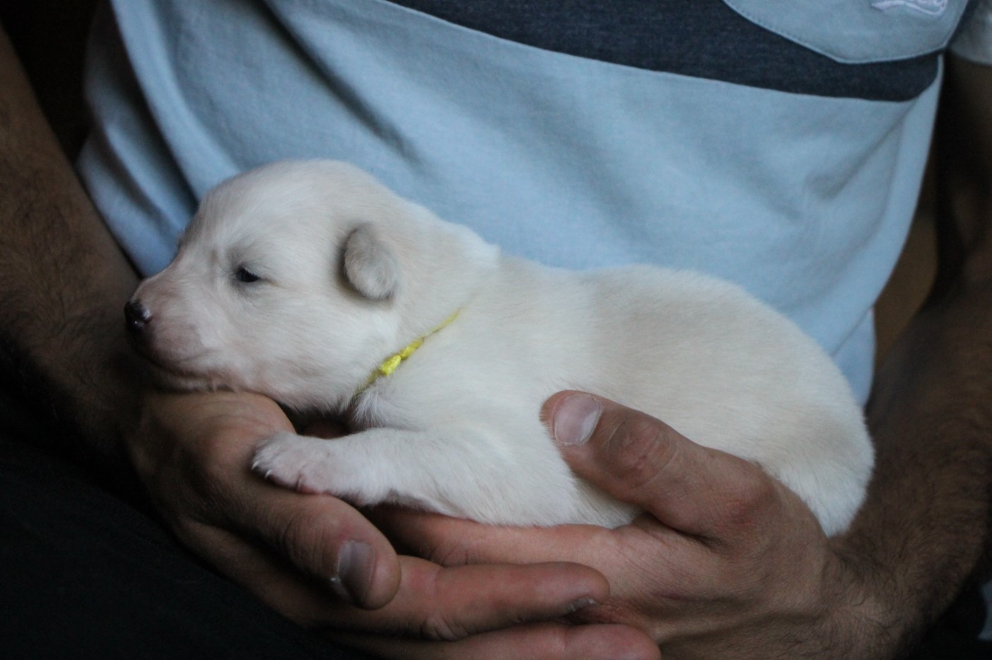 De Terre Sauvage Ariege - Chiots disponibles - Laika de iakoutie