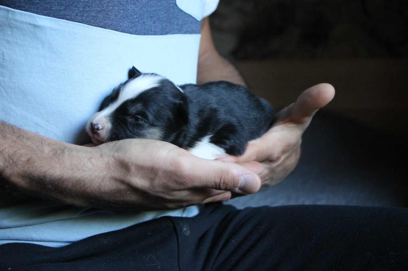 De Terre Sauvage Ariege - Chiots disponibles - Laika de iakoutie