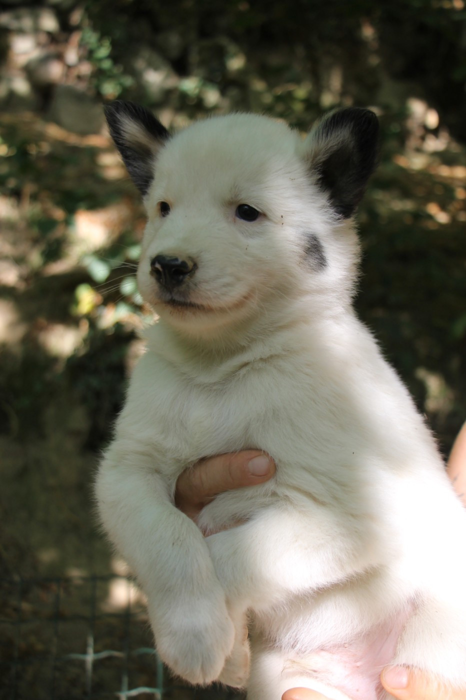 De Terre Sauvage Ariege - Chiots disponibles - Laika de iakoutie