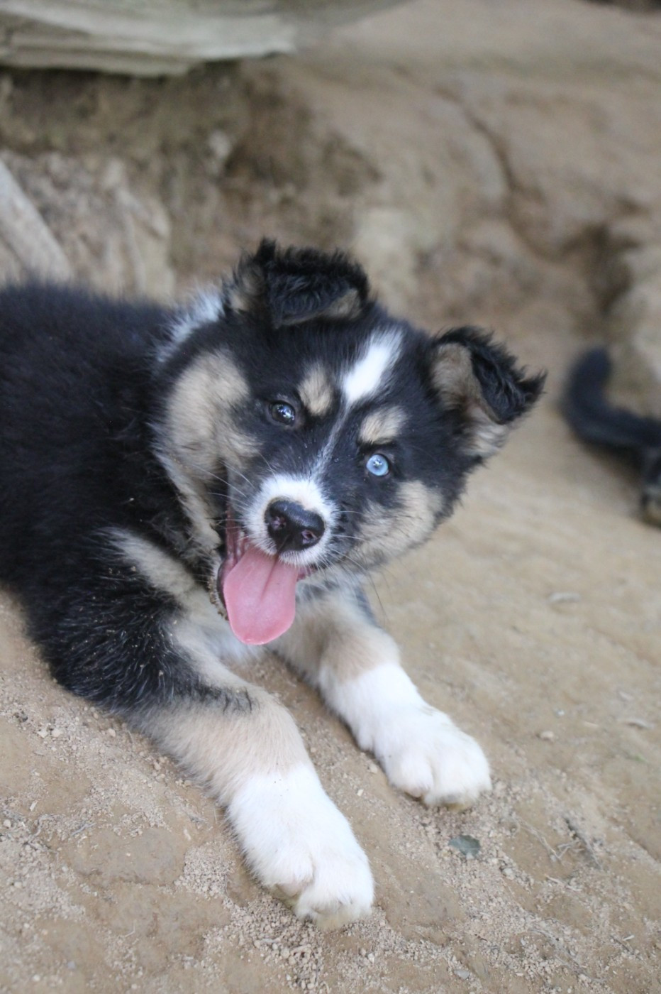 De Terre Sauvage Ariege - Chiots disponibles - Laika de iakoutie