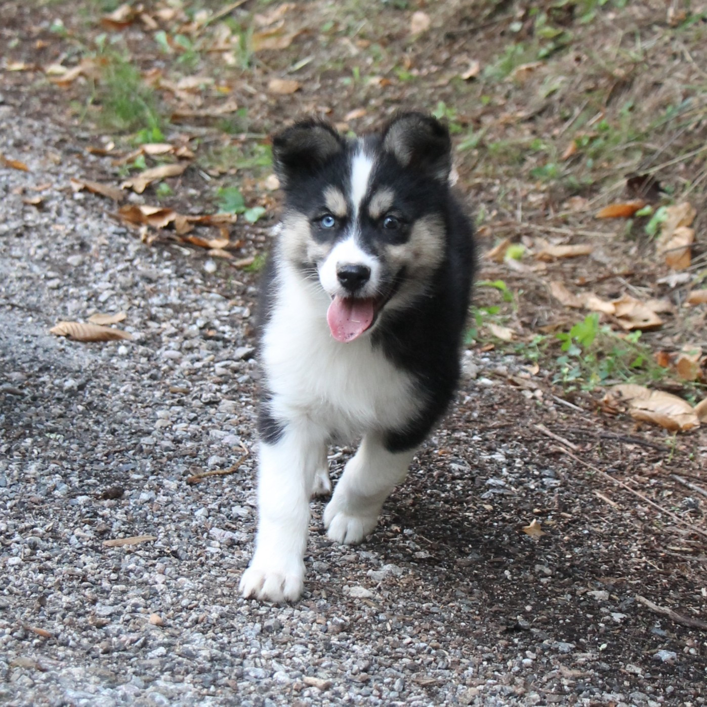 De Terre Sauvage Ariege - Chiots disponibles - Laika de iakoutie