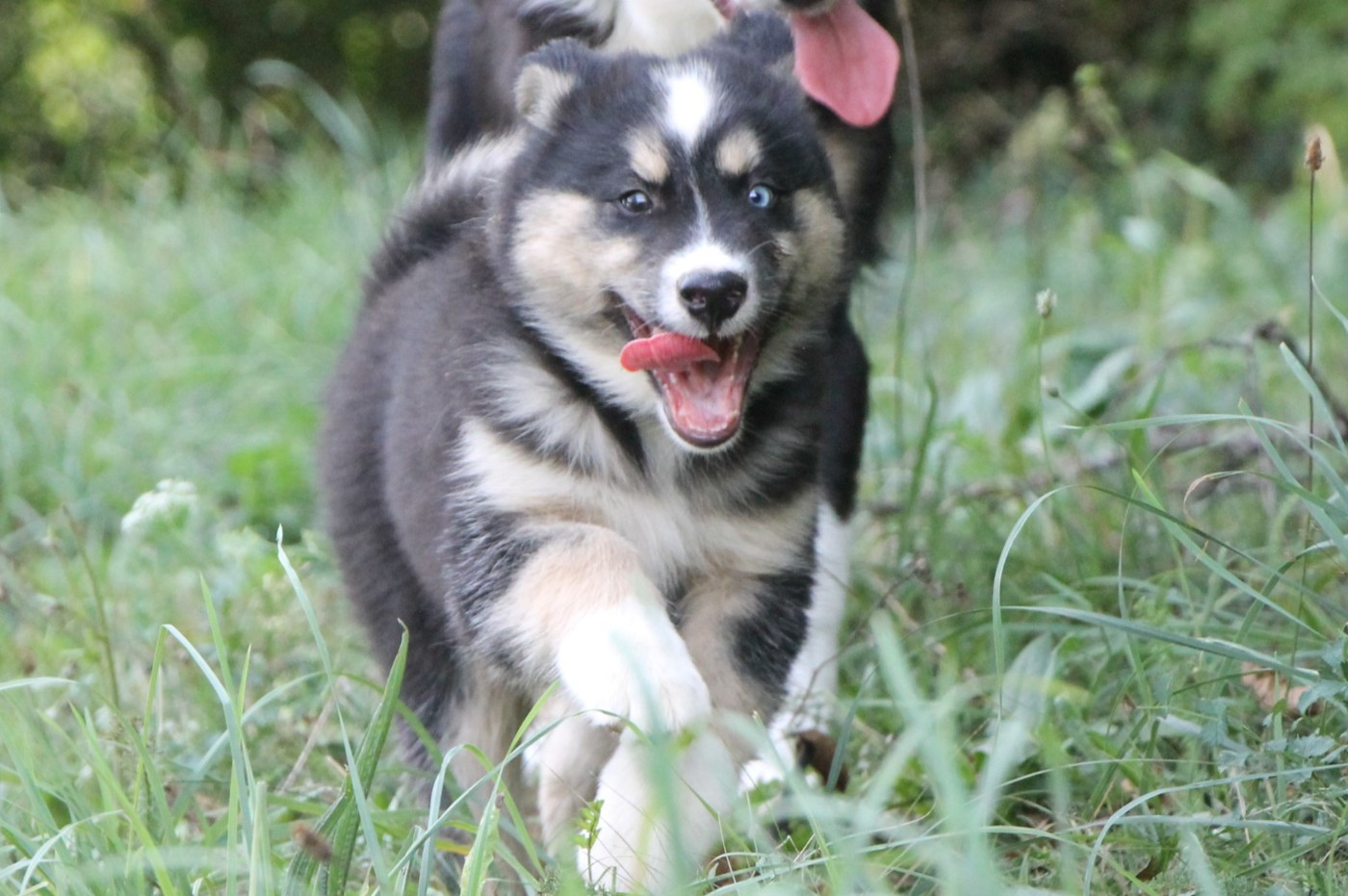 De Terre Sauvage Ariege - Chiots disponibles - Laika de iakoutie
