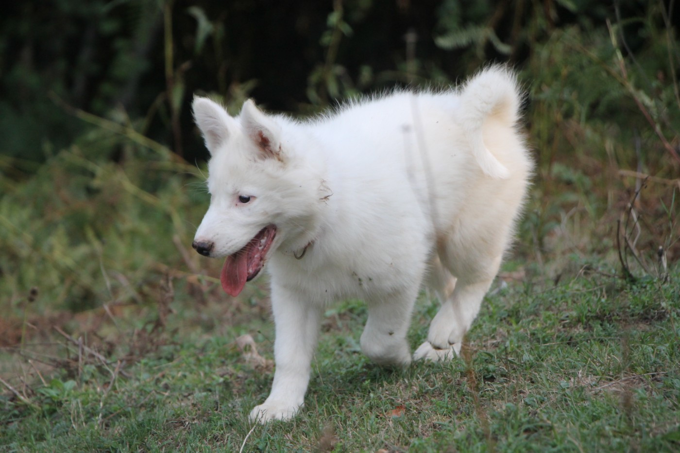 De Terre Sauvage Ariege - Chiots disponibles - Laika de iakoutie