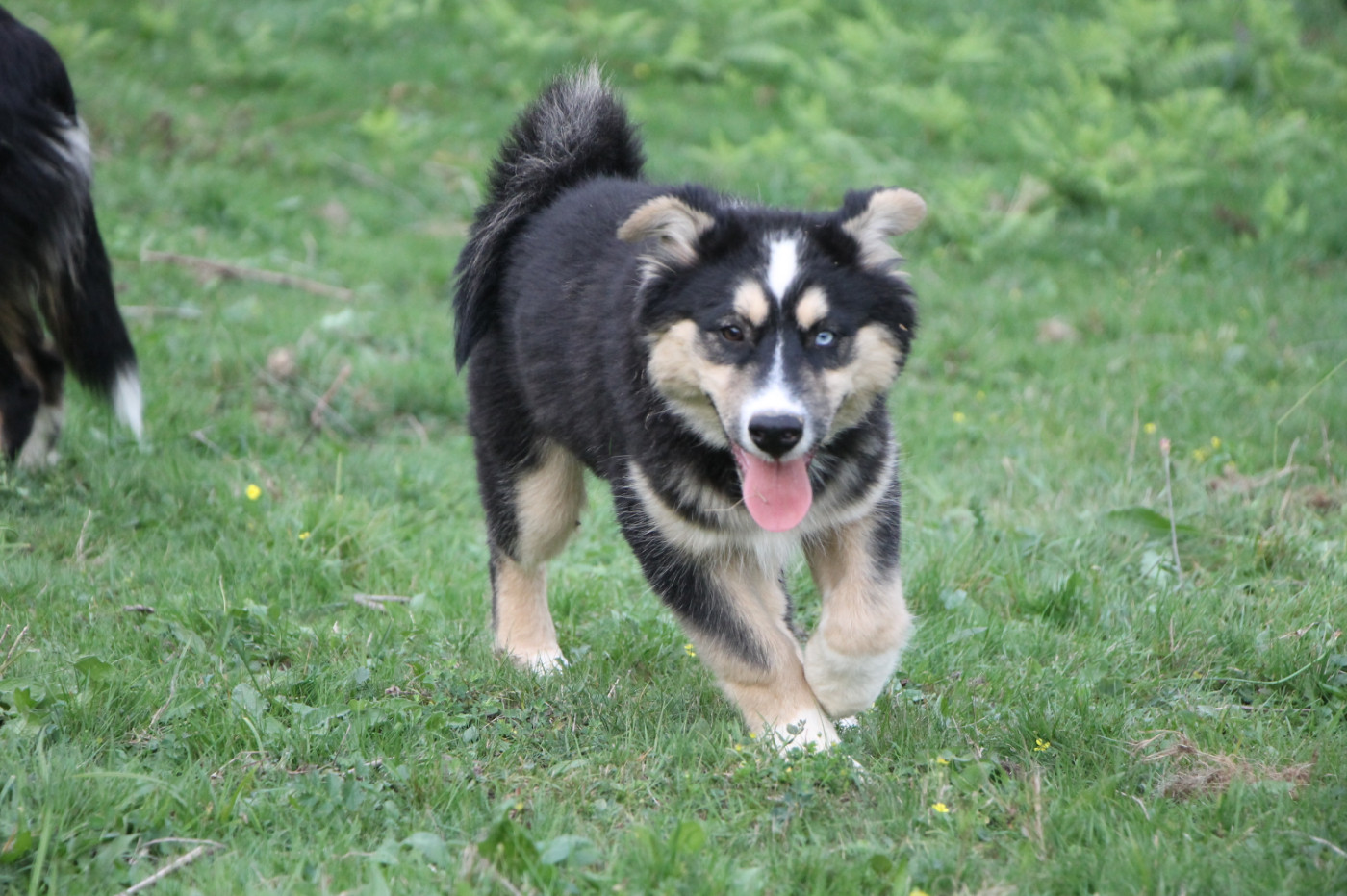 De Terre Sauvage Ariege - Chiots disponibles - Laika de iakoutie
