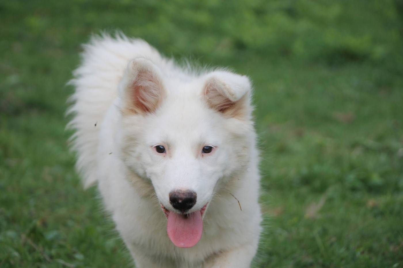 De Terre Sauvage Ariege - Chiots disponibles - Laika de iakoutie